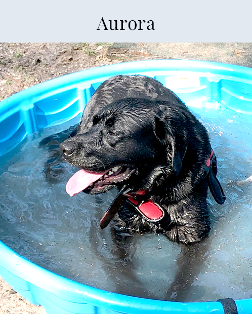 Aurora the black lab.