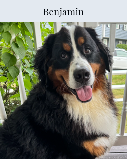 Benjamin the Dog