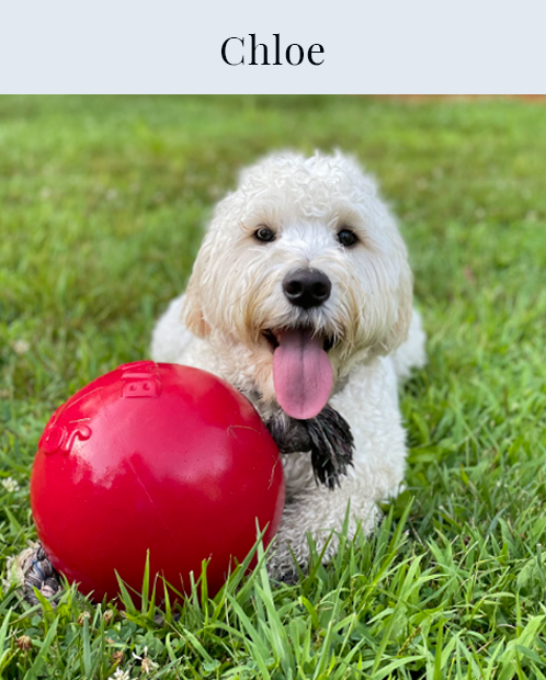 Chloe, Dog, Golden doodle