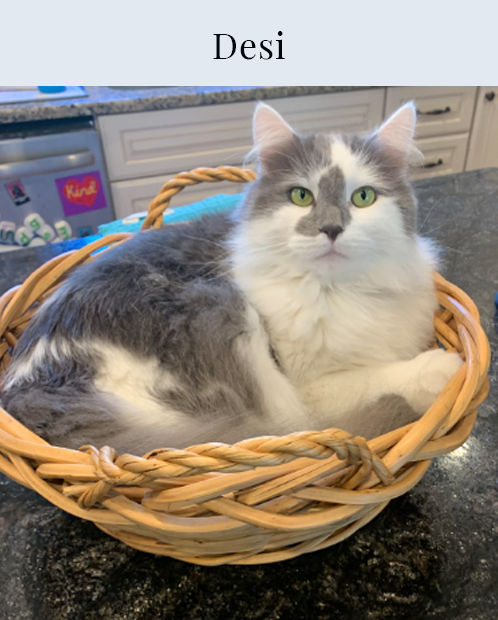 Desi, Cat, Feline, Long Hair