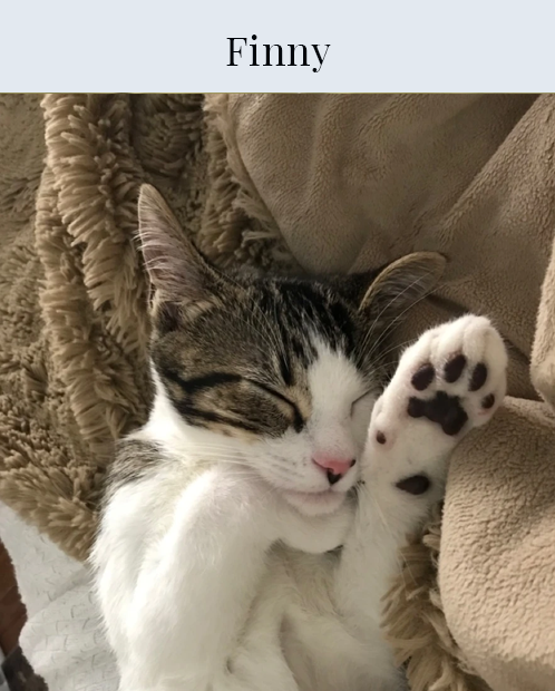 Finny cat, feline, kitten, sleeping