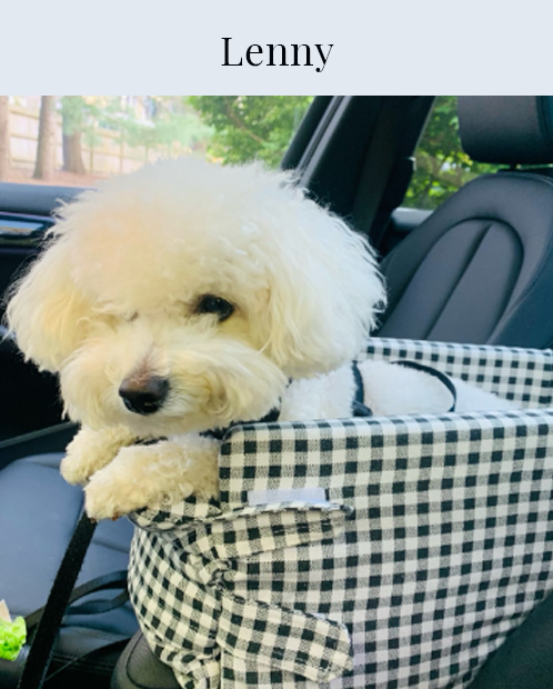 Lenny, white dog, fluffy