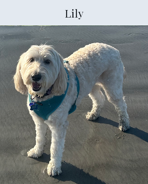 Dog, canine, pet, lily