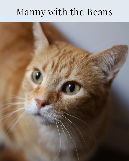 Manny with the Beans, cat, feline, kitty, orange tabby