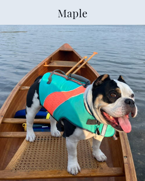 Maple the Dog, Bull dog