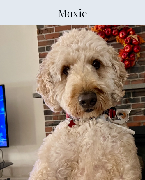 Moxie the dog doodle!