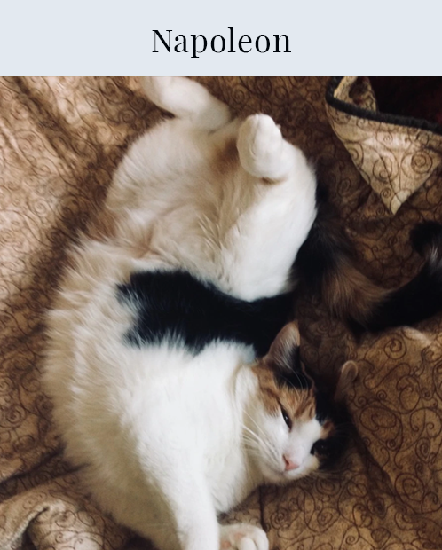 Napoleon, cat, feline, kitty cat