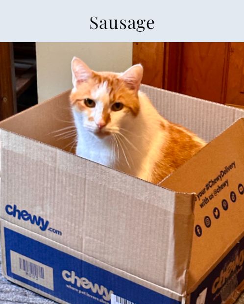 Sausage, cat, kitty, orange and white