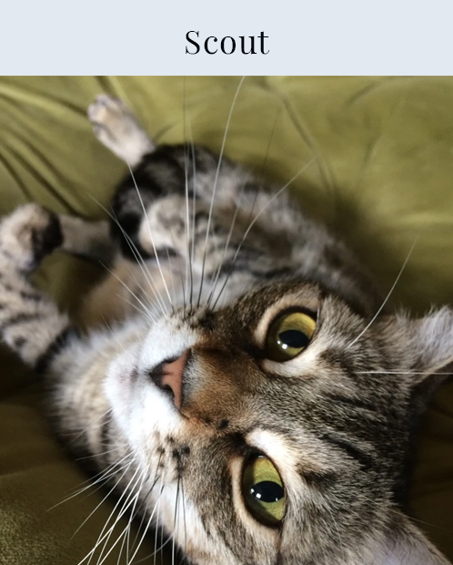 Scout the cat!